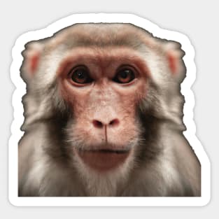 Serious monkey Sticker